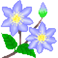 Clematis